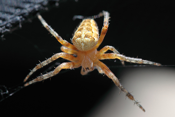 Araneus diadematus?